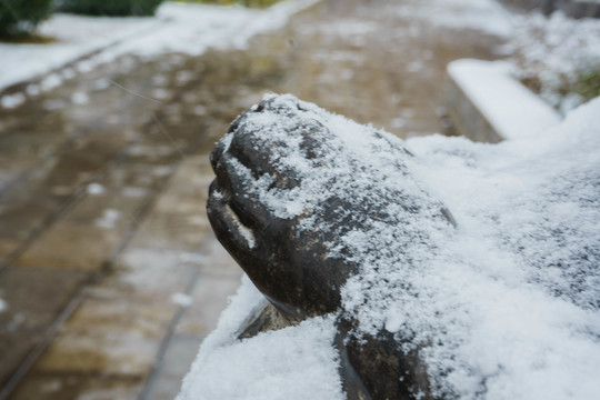 落雪佛手