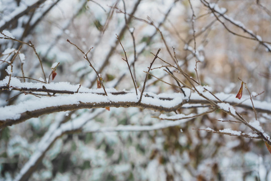 樹上的雪