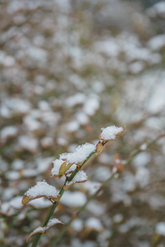 樹葉落雪