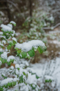 樹葉落雪