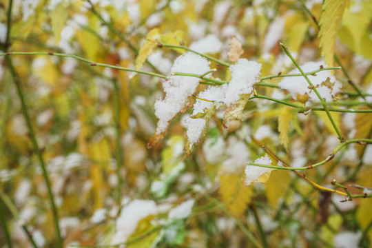 樹葉落雪