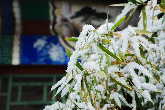 樹葉落雪