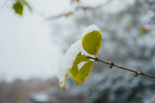 樹葉落雪