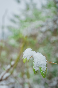 樹葉落雪