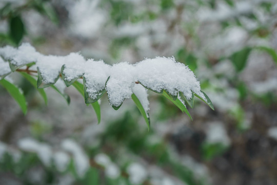 樹葉落雪