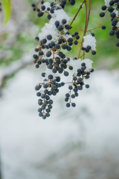 樹葉落雪