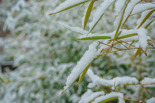 樹葉落雪