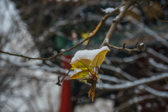 樹葉落雪