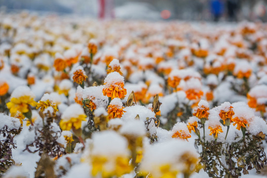 雪