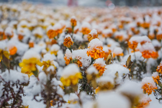 雪