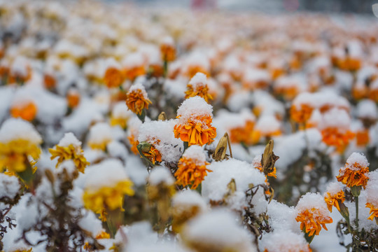 雪