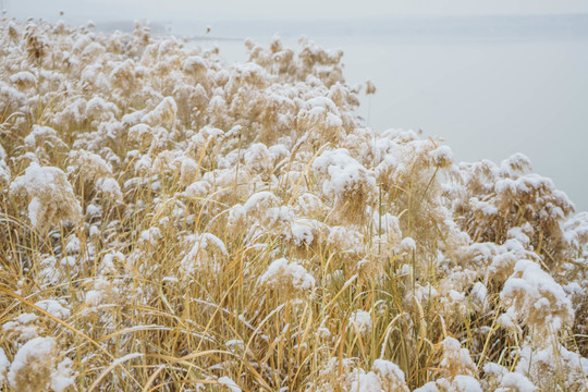雪蘆葦