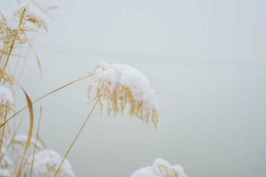 雪蘆葦
