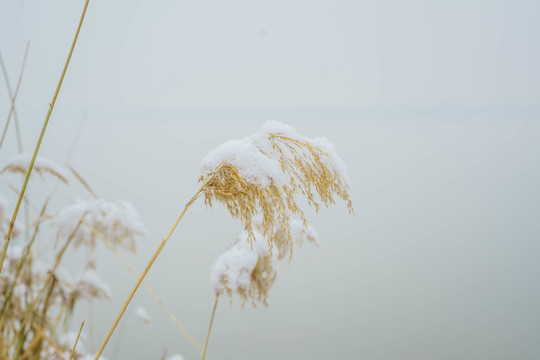雪蘆葦