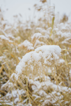 雪蘆葦