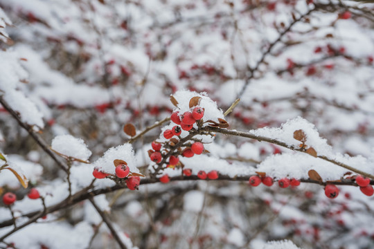 雪下紅果