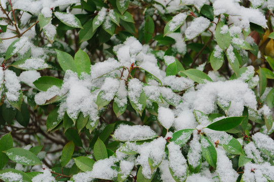 葉上落雪