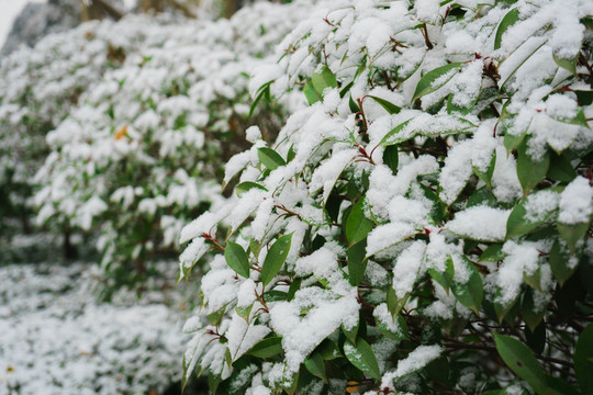 葉上落雪