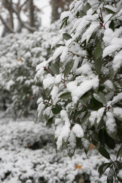 葉上落雪