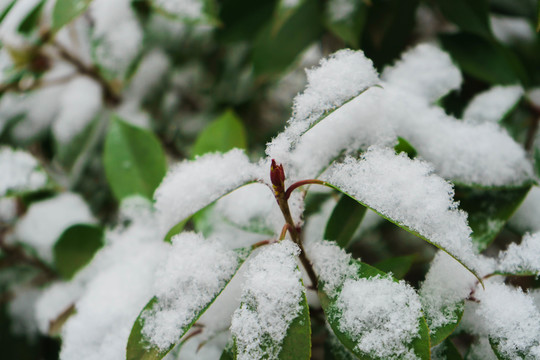 葉上落雪