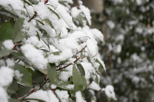 葉上落雪