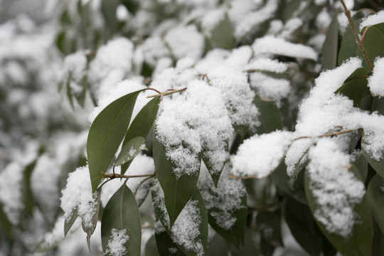 葉上落雪