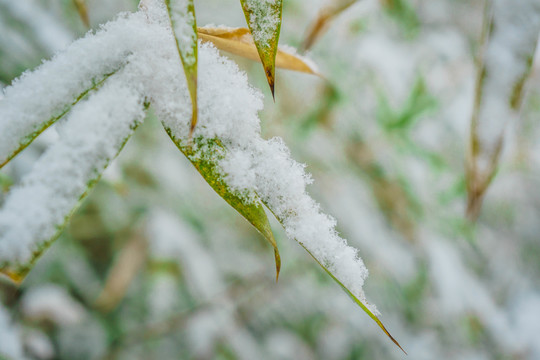 葉上落雪