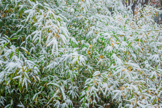 葉上落雪