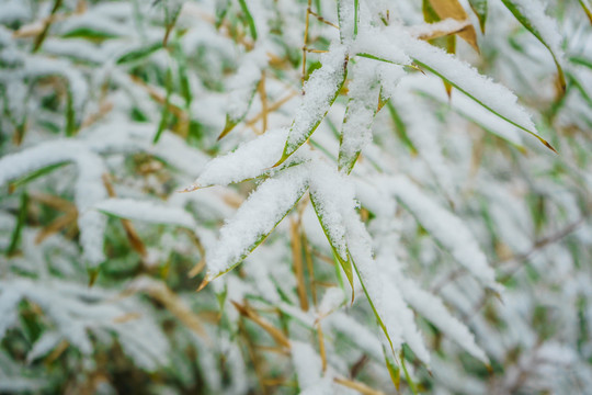 葉上落雪