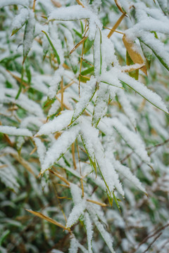 葉上落雪