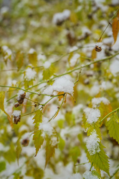 葉上落雪