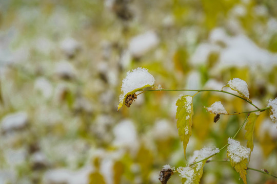 葉上落雪