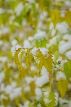 葉上落雪