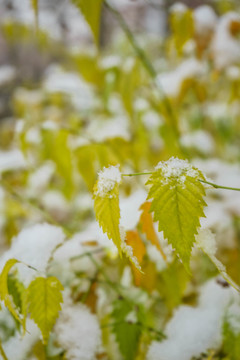 葉上落雪