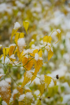 葉上落雪