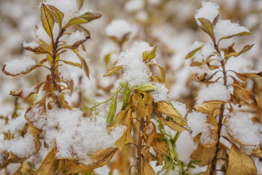 葉子落雪