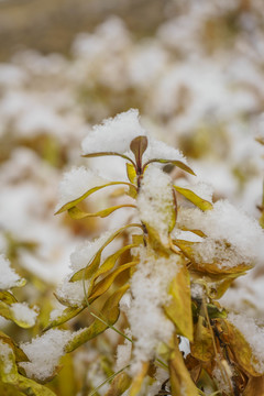 葉子落雪