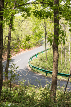 金牛山林間公路