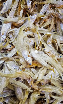 毛花魚
