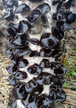 木耳5