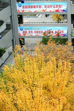 校園秋色