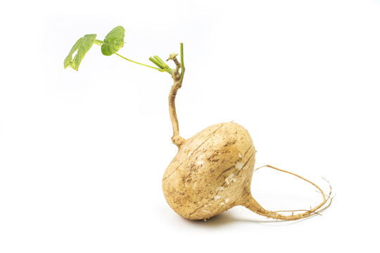 芒光 涼薯 豆薯