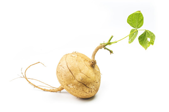 芒光 涼薯 豆薯
