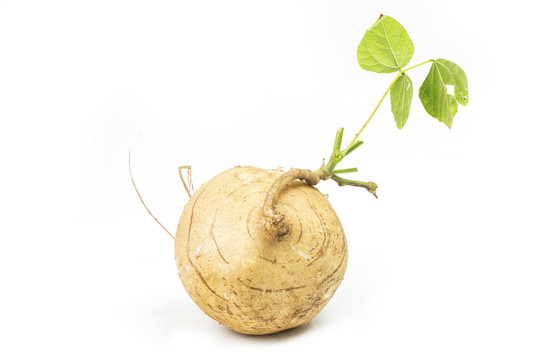 芒光 涼薯 豆薯