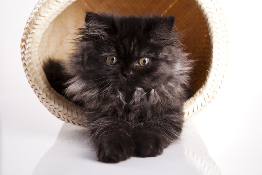 動物