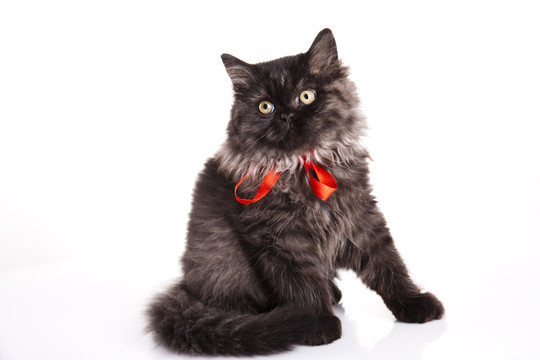 動物