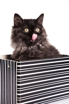 動物