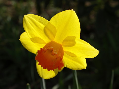 水仙花