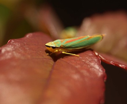 graphocephala fennahi
