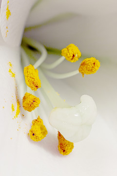百合花